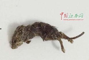 穷人养鼠大法娱乐吃瓜,趣味养鼠，吃瓜乐趣无限